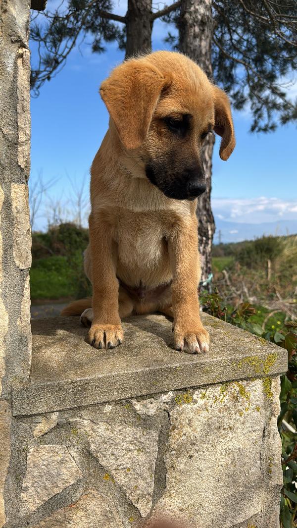 Neto splendido dolce cucciolotto cerca famiglia  Foto 5